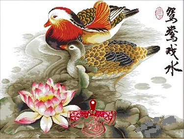 鴛鴦戲水 鴛鴦戲水